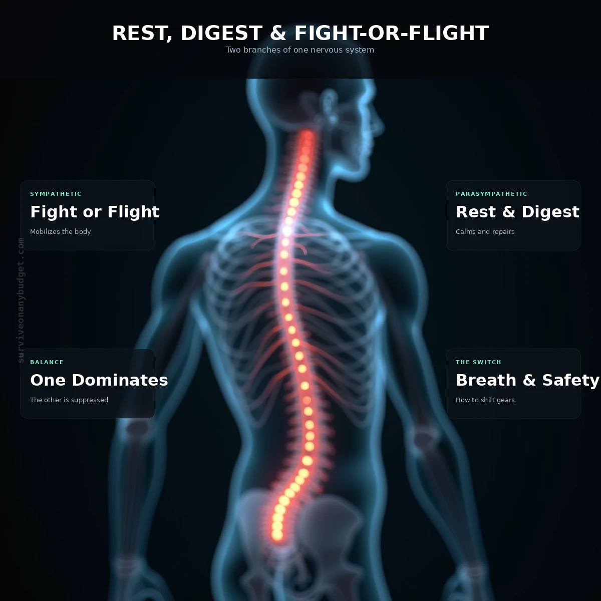 Rest-and-Digest vs. Fight-or-Flight: Why Stress Stops Stomach Acid
