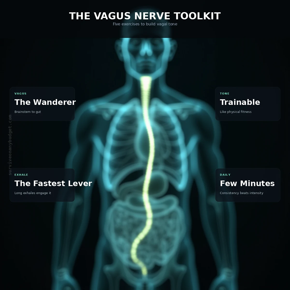 The Vagus Nerve Toolkit: 5 Zero-Cost Physical Exercises