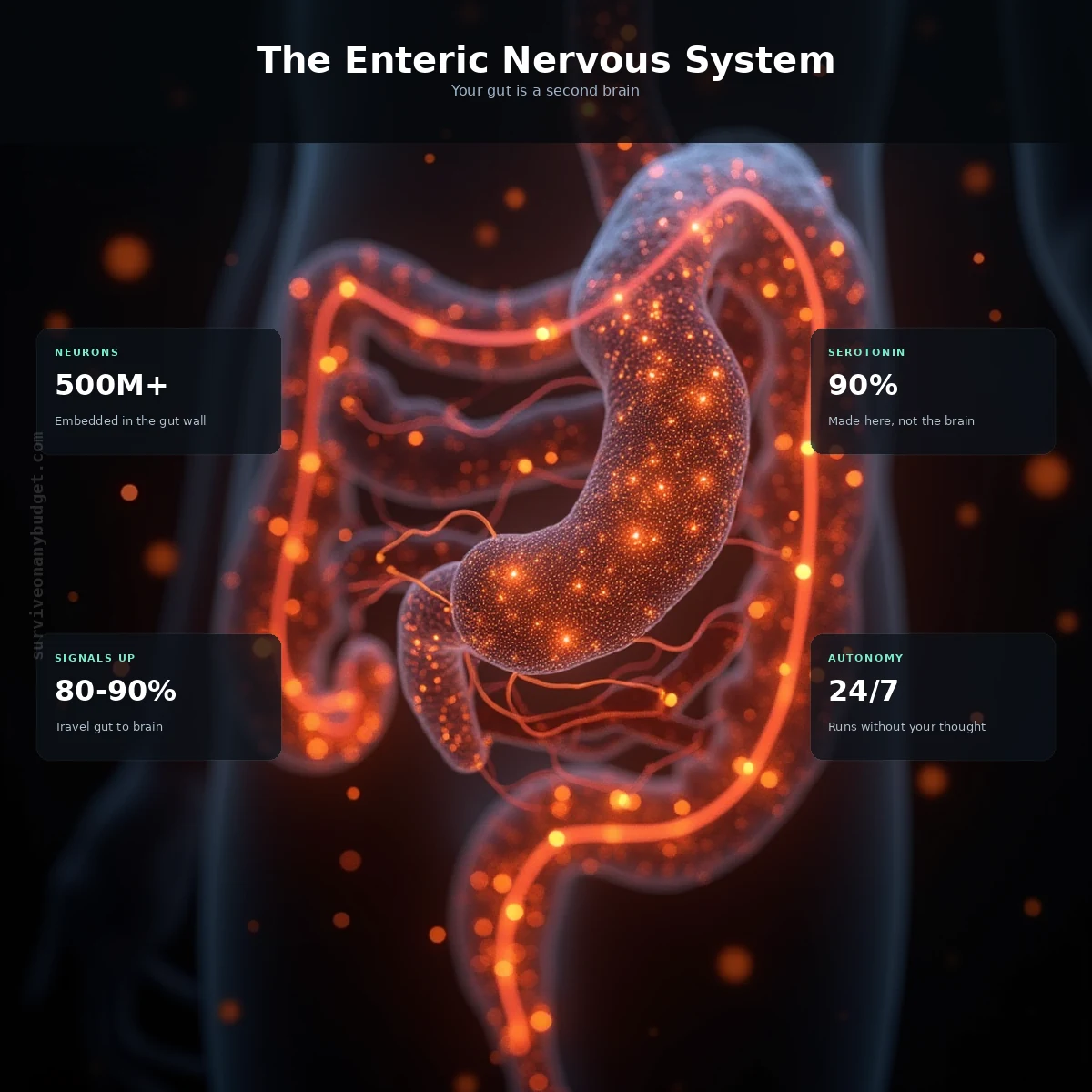 The Enteric Nervous System: Why Your Gut Is Your Second Brain
